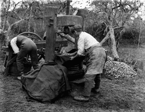 Cider making at Lickfold 1924